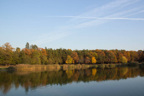 Beautiful view of the autumn forest