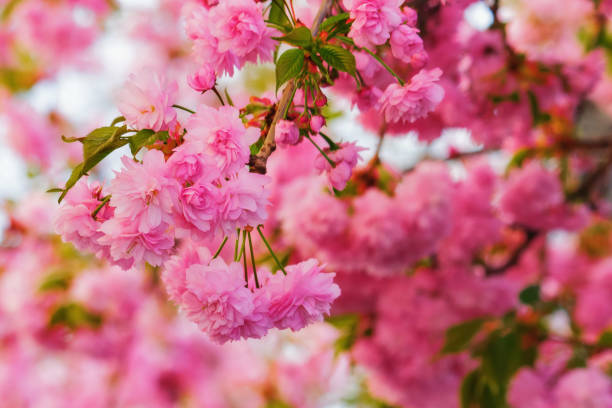 istock cherry blossom on the branch 1519304509