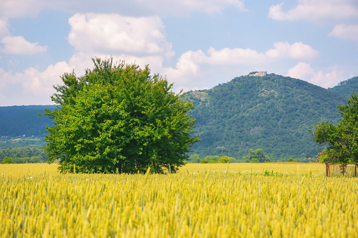 rural landscape with tree in the field. forested mountain in the distance. sunny summer day