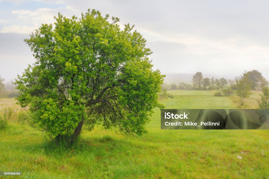 Deep Rural Area Trees Rural Landscape With Deciduous Trees And Grassy Field Stock Photo ...