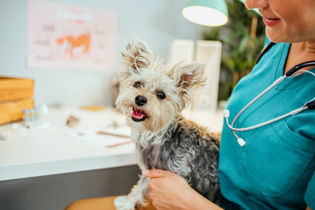 istock Veterinarian and dog 1519314169