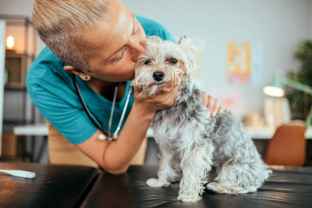 istock Dog during visit in vet 1519314718