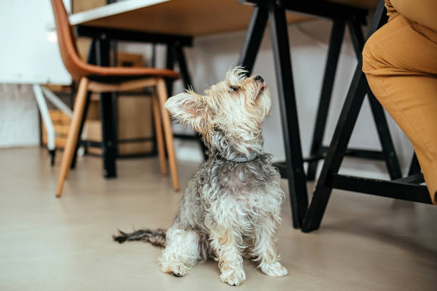 istock Dog at the vet 1519319412
