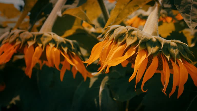 Yellow sunflowers drooping or facing down in summer, Agriculture or nature background, Nobody, Slow motion