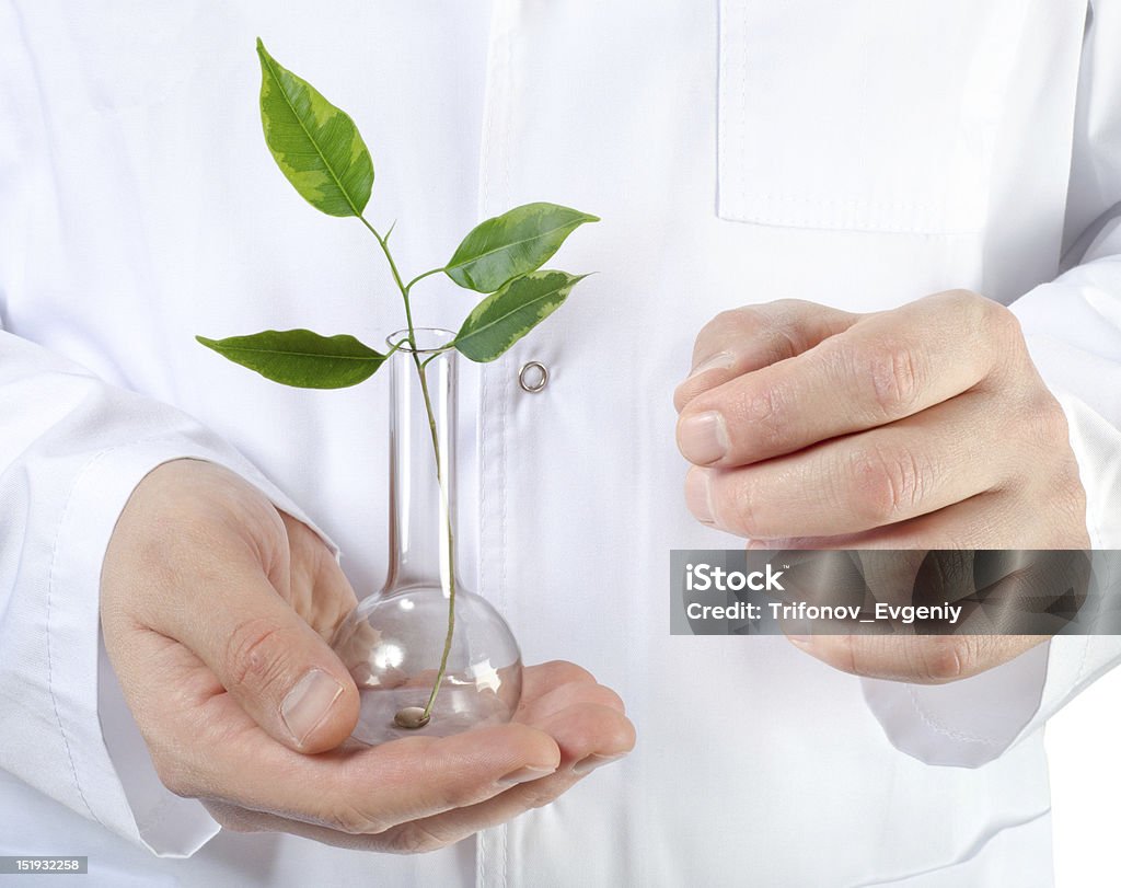 biology Plant in a test tube in hands of the scientist Adult Stock Photo