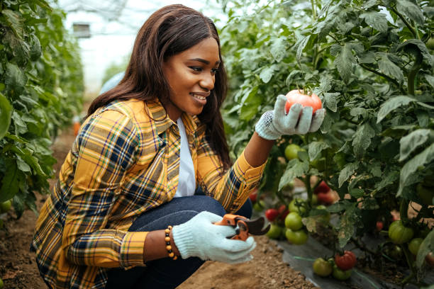 istock Woman picks tomatoes in a greenhouse 1519323083