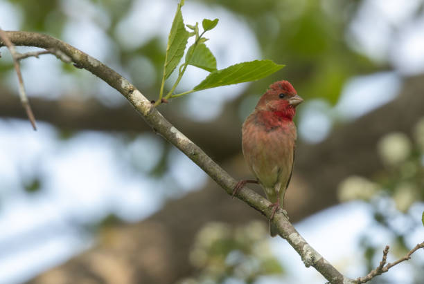 istock Common rosefinch (Carpodacus erythrinus) or scarlet rosefinch 1519323891