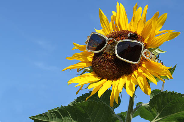 istock Sunflower with eyeglasses against blue sky 151932398