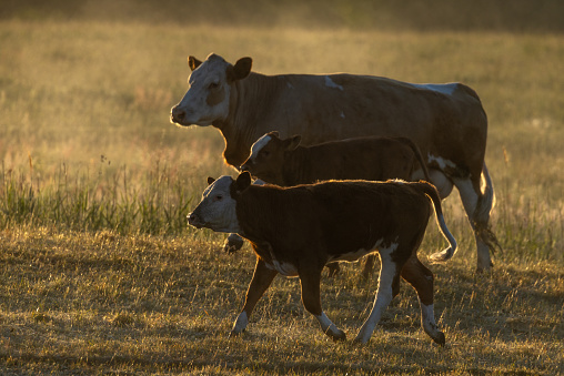 Dairy cow with two calves running on a pasture during sunrise.