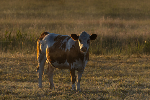 Guernsey cow in large pasture.  Autumn in Wisconsin.