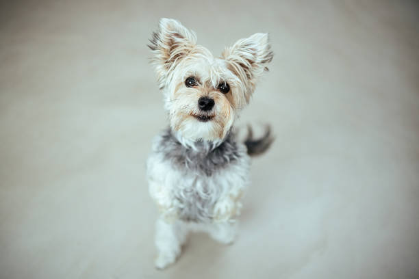 Cute dog at the vet