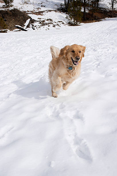 istock Golden Retriever running in snow 151932912