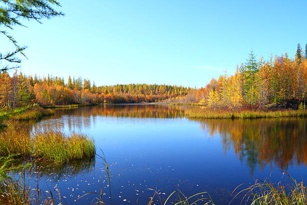istock Wood lake in the autumn 151933164