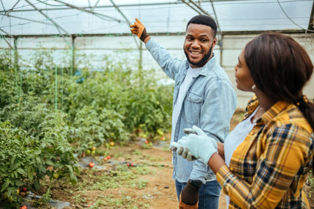 istock Man and a woman work in a greenhouse 1519333063