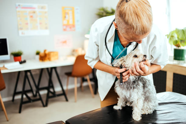 istock Routine examination of the dog 1519337014