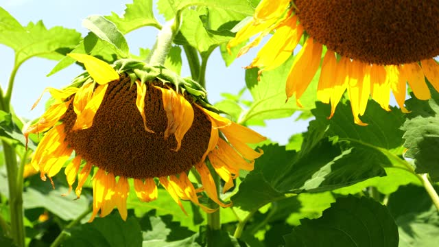 Yellow sunflowers drooping or facing down in summer, Agriculture or nature background, Nobody, Slow motion