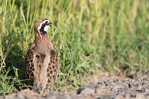 istock Quail at edge of road in grass field 151934183