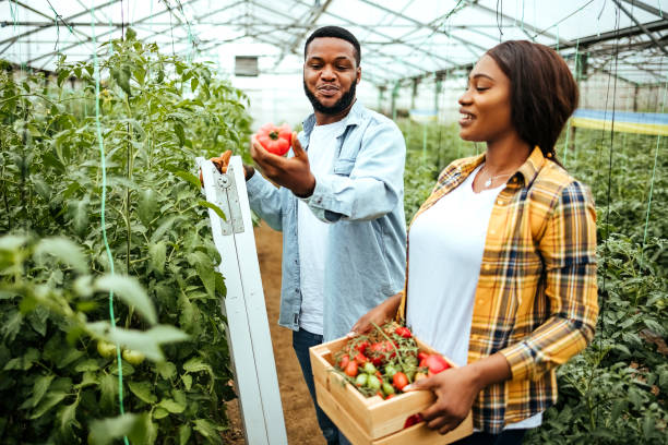 istock Farm workers having fun in greenhouse 1519344916
