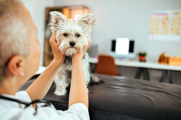 istock Routine examination of the dog 1519354478