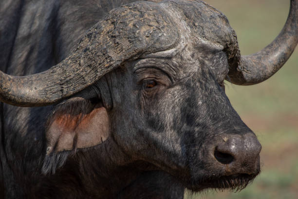 istock Close up of Cape buffalo 1519355124