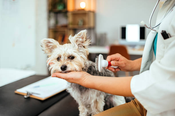istock Veterinarian brushes the dog 1519355300