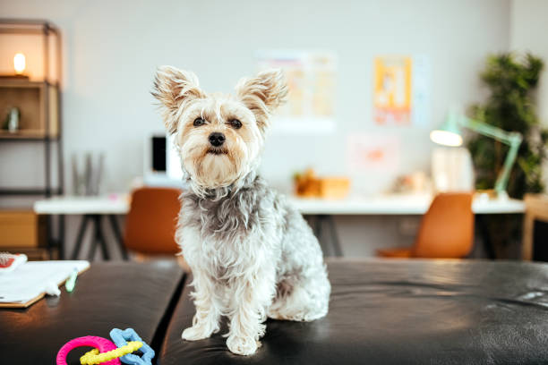 Cute dog at the vet