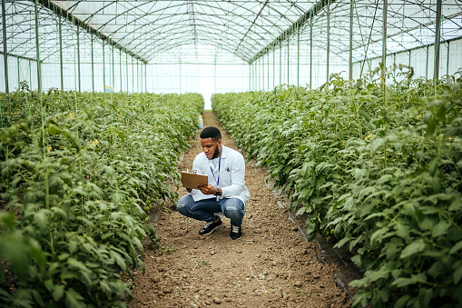 Мale  agricultural technician is checking the condition of tomatoes in a large vegetable garden.