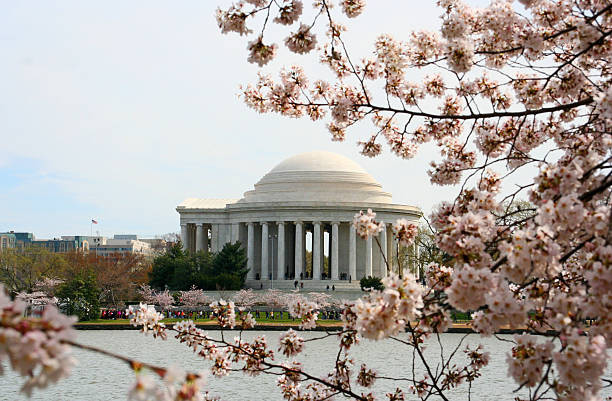 istock The Jefferson Memorial framed by cherry trees in full bloom 151935605