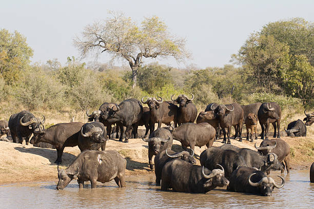 istock Cape Buffalo drinking, South Africa 151935609