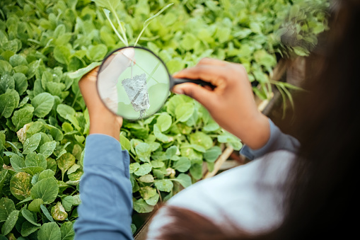 Woman gardener looks through a magnifying glass in a greenhouse