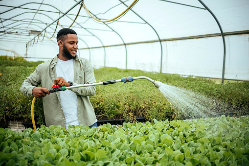 Man watering baby plants in the greenhouse during day