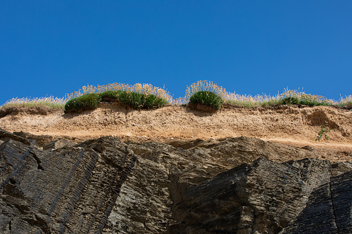Flowers and sediment being eroded on top of a rocky cliff in Cornwall.  The horizontal layers of vegetation, sediment and rock are fully exposed.