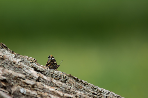 A black spotted butterfly sits on a sloping ground of tree bark. Green unified background