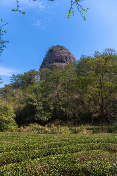 istock Close up on tea leaves at Da Hong Pao Cha or big red robe tea fields 1519368459