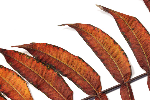 Dried leaf of ornamental tree sumac fluffy or sumac virginiana or vinegar tree or northern palm on white background.