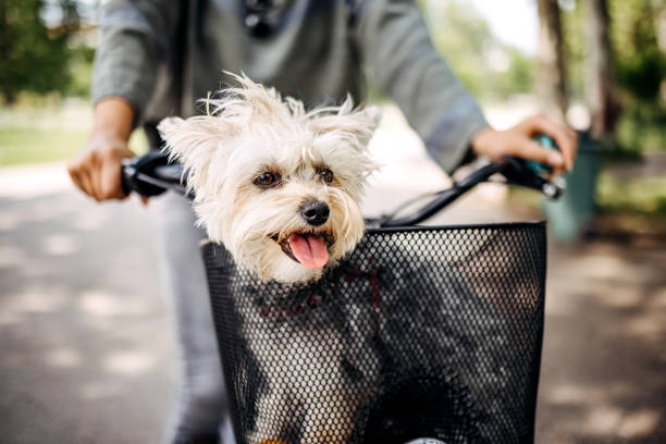 istock Dog rides in the bicycle basket 1519372364