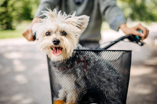Cute dog is riding with its owner on a bicycle in a basket