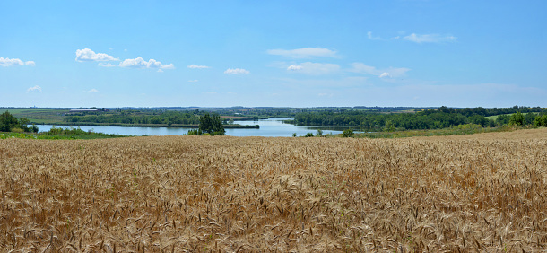 Panoramic view of the golden wheat field with river on the background. Rural scene. Summer landscape.