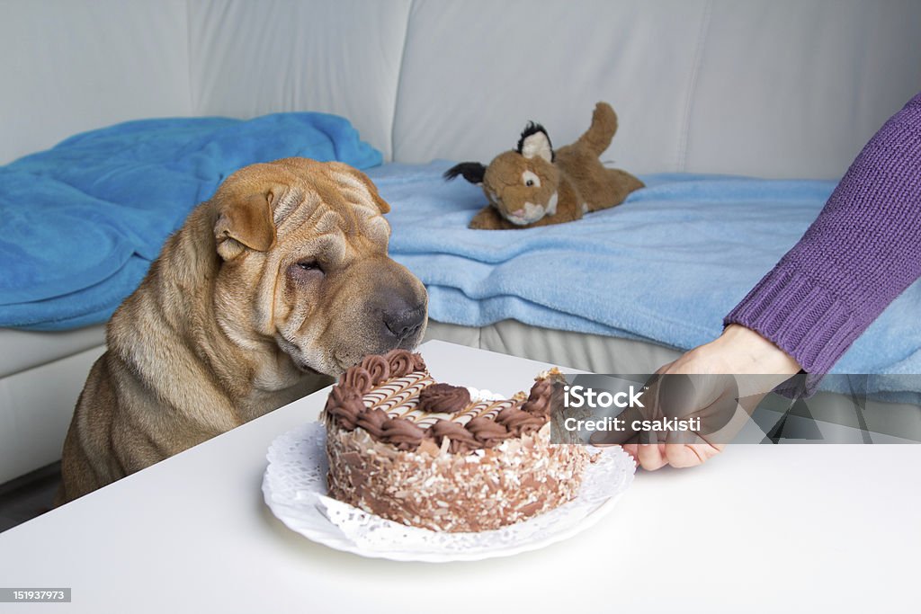 sharpei dog with cake sharpei dog with chocolate cake Animal Stock Photo