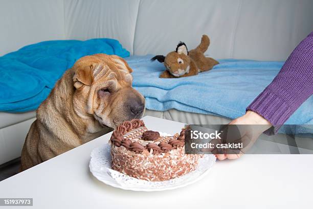Sharpei Dog With Cake Stock Photo - Download Image Now - Animal, Animal Hair, Animal Nose