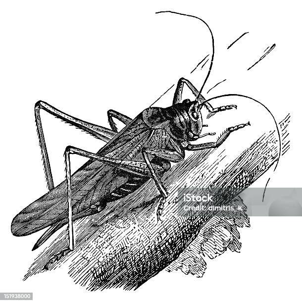 Foto de Grasshopper Ilustração Vintage e mais fotos de stock de Gravura - Gravura, Animal, Fora De Moda - Estilo