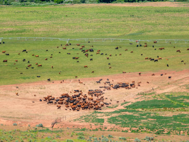 istock Cattle herd on a large pasture seen from high above. 1519383047