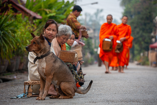 Residents of this ancient town wakes up before dawn to prepare for the daily Alms giving ceremony  for the hundreds of monks from the 35 temples of Luang Prabang.