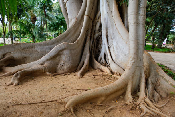 Palermo, Italy - April 4, 2023: Big banyan tree in the Giardino Palazzo Normanni.