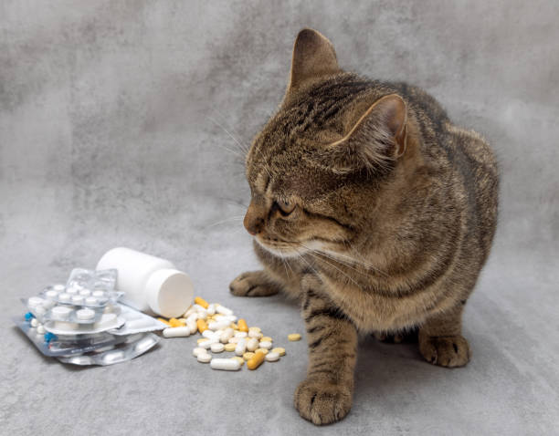 istock tabby cat at vet pills and stethoscope 1519393161