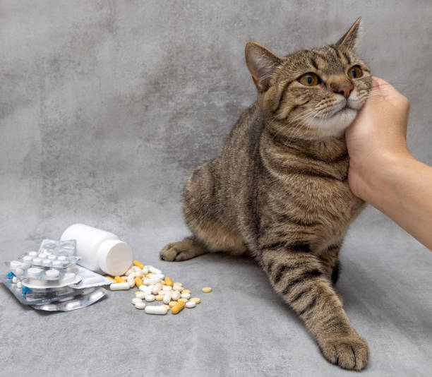 istock tabby cat at vet pills and stethoscope 1519393342