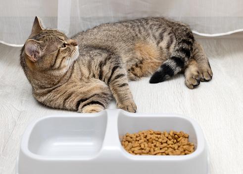 tabby cat next to bowl with dry food