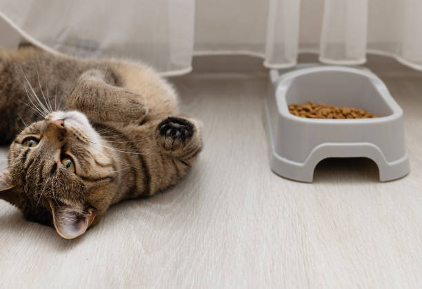 istock tabby cat next to bowl with dry food 1519395418