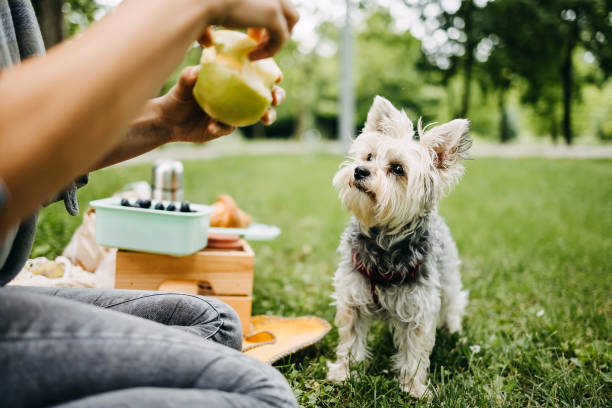 Woman with her dog having a picnic in a public park