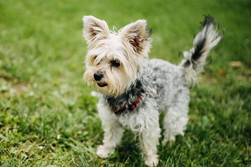 A yorkie puppy posing for a picture indoor